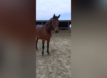 Belgisches Warmblut, Stute, 3 Jahre, Dunkelbrauner