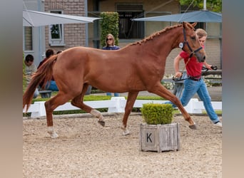 Belgisches Warmblut, Stute, 3 Jahre, Fuchs