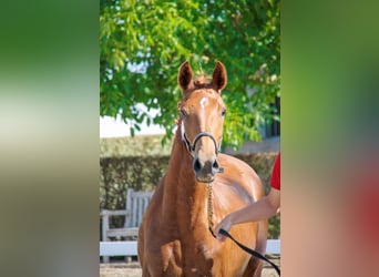 Belgisches Warmblut, Stute, 3 Jahre, Fuchs