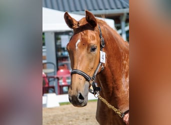 Belgisches Warmblut, Stute, 3 Jahre, Fuchs