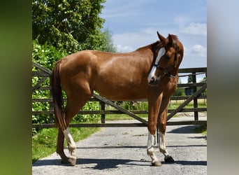 Belgisches Warmblut, Stute, 3 Jahre, Fuchs