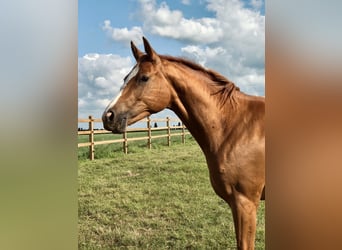 Belgisches Warmblut, Stute, 3 Jahre, Fuchs