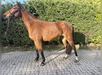 Belgisches Warmblut, Stute, 4 Jahre, 157 cm, Brauner