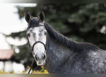 Belgisches Warmblut, Stute, 4 Jahre, 158 cm, Schimmel