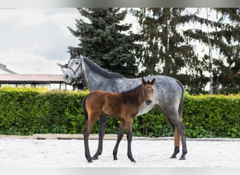 Belgisches Warmblut, Stute, 4 Jahre, 158 cm, Schimmel