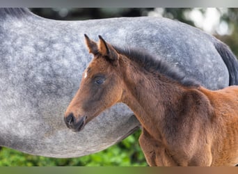 Belgisches Warmblut, Stute, 4 Jahre, 158 cm, Schimmel