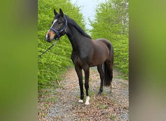 Belgisches Warmblut, Stute, 4 Jahre, 160 cm, Schwarzbrauner