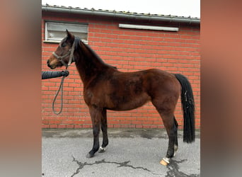 Belgisches Warmblut, Stute, 4 Jahre, 162 cm, Brauner