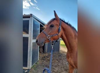 Belgisches Warmblut, Stute, 4 Jahre, 163 cm, Brauner