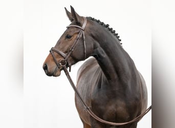 Belgisches Warmblut, Stute, 4 Jahre, 163 cm, Brauner