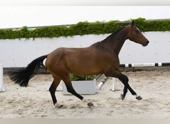 Belgisches Warmblut, Stute, 4 Jahre, 163 cm, Brauner