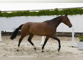Belgisches Warmblut, Stute, 4 Jahre, 163 cm, Brauner