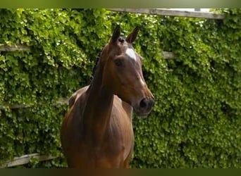 Belgisches Warmblut, Stute, 4 Jahre, 163 cm, Brauner