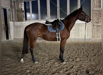 Belgisches Warmblut, Stute, 4 Jahre, 163 cm, Brauner