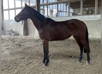 Belgisches Warmblut, Stute, 4 Jahre, 163 cm, Brauner