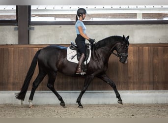 Belgisches Warmblut, Stute, 4 Jahre, 163 cm, Rappe