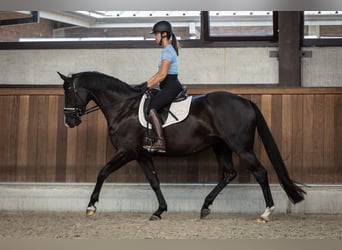 Belgisches Warmblut, Stute, 4 Jahre, 163 cm, Rappe