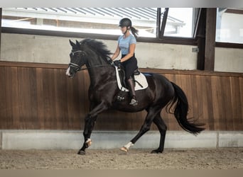 Belgisches Warmblut, Stute, 4 Jahre, 163 cm, Rappe