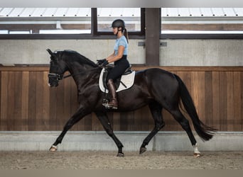 Belgisches Warmblut, Stute, 4 Jahre, 163 cm, Rappe
