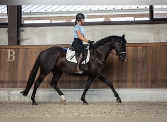 Belgisches Warmblut, Stute, 4 Jahre, 163 cm, Rappe