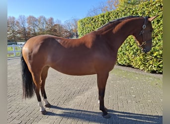 Belgisches Warmblut, Stute, 4 Jahre, 164 cm, Brauner