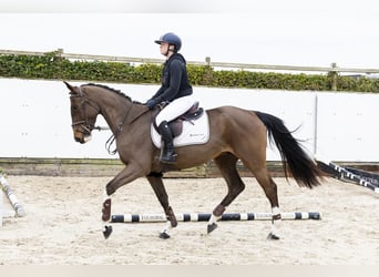 Belgisches Warmblut, Stute, 4 Jahre, 164 cm, Brauner