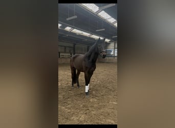 Belgisches Warmblut, Stute, 4 Jahre, 164 cm, Dunkelbrauner
