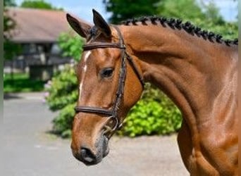 Belgisches Warmblut, Stute, 4 Jahre, 164 cm, Rappe