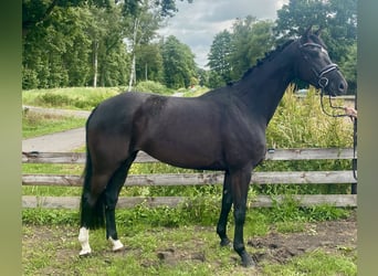 Belgisches Warmblut, Stute, 4 Jahre, 164 cm, Rappe