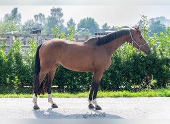 Belgisches Warmblut, Stute, 4 Jahre, 165 cm, Brauner