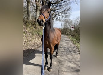 Belgisches Warmblut Mix, Stute, 4 Jahre, 165 cm, Rotbrauner