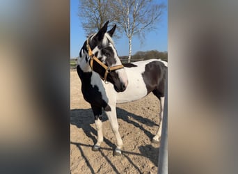 Belgisches Warmblut, Stute, 4 Jahre, 165 cm, Schecke