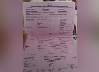 Belgisches Warmblut, Stute, 4 Jahre, 166 cm, Apfelschimmel