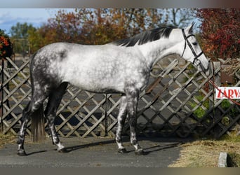 Belgisches Warmblut, Stute, 4 Jahre, 166 cm, Apfelschimmel