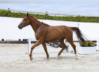 Belgisches Warmblut, Stute, 4 Jahre, 166 cm, Fuchs