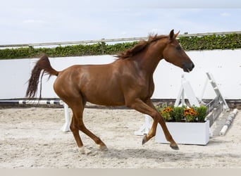 Belgisches Warmblut, Stute, 4 Jahre, 166 cm, Fuchs