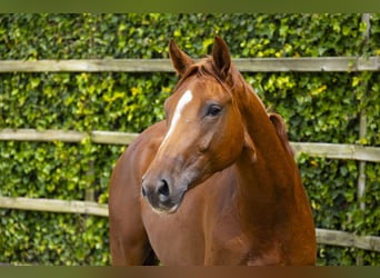 Belgisches Warmblut, Stute, 4 Jahre, 166 cm, Fuchs