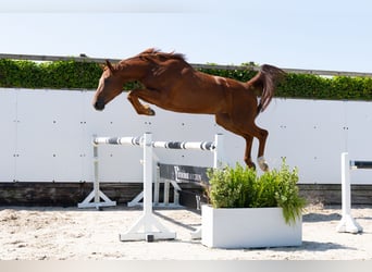 Belgisches Warmblut, Stute, 4 Jahre, 166 cm, Fuchs