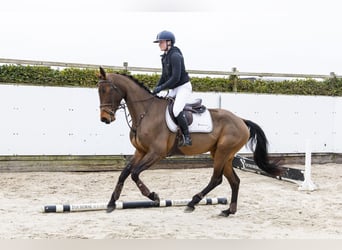 Belgisches Warmblut, Stute, 4 Jahre, 167 cm, Brauner