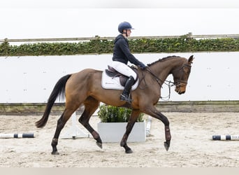 Belgisches Warmblut, Stute, 4 Jahre, 167 cm, Brauner