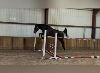 Belgisches Warmblut, Stute, 4 Jahre, 167 cm, Dunkelbrauner