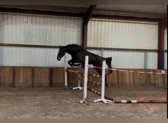 Belgisches Warmblut, Stute, 4 Jahre, 167 cm, Dunkelbrauner