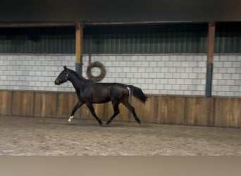 Belgisches Warmblut, Stute, 4 Jahre, 167 cm, Dunkelbrauner