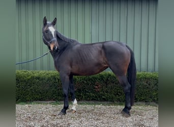 Belgisches Warmblut, Stute, 4 Jahre, 167 cm, Dunkelbrauner