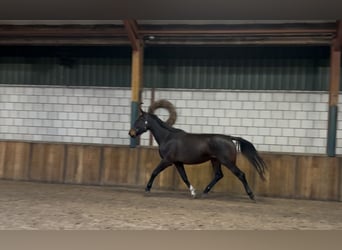 Belgisches Warmblut, Stute, 4 Jahre, 167 cm, Dunkelbrauner