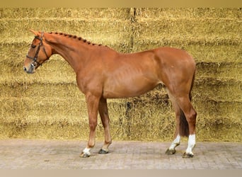 Belgisches Warmblut, Stute, 4 Jahre, 167 cm, Fuchs