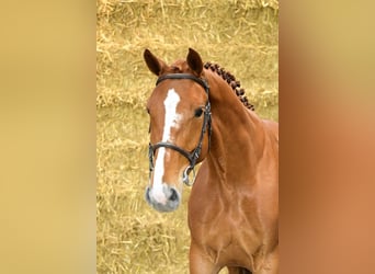 Belgisches Warmblut, Stute, 4 Jahre, 167 cm, Fuchs
