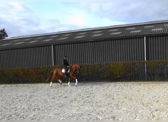 Belgisches Warmblut, Stute, 4 Jahre, 169 cm, Fuchs