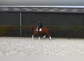 Belgisches Warmblut, Stute, 4 Jahre, 169 cm, Fuchs
