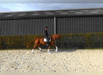 Belgisches Warmblut, Stute, 4 Jahre, 169 cm, Fuchs
